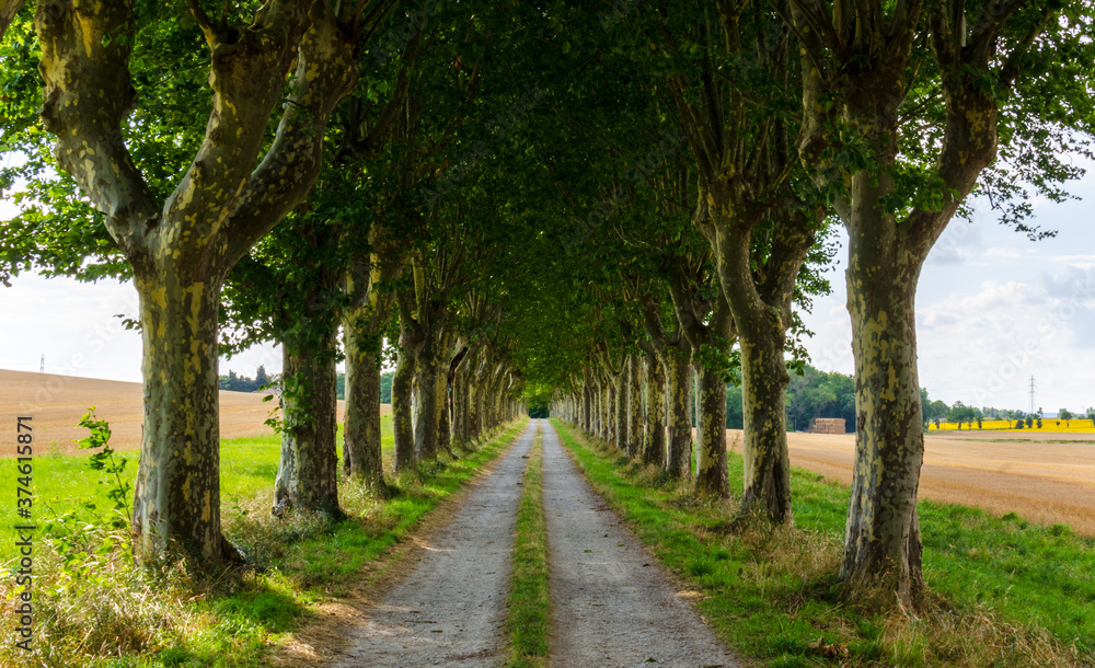 Plane Trees in France Plane Trees in France