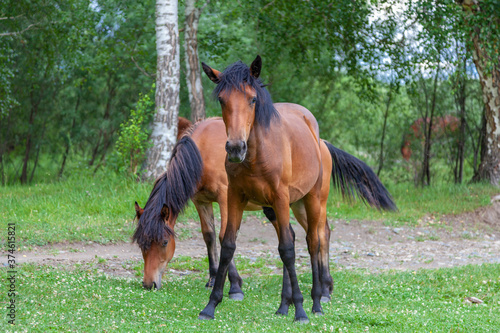 Two horses stand in front of the camera.