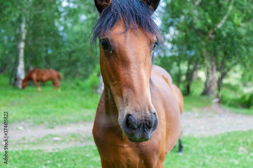 The horse poses for the camera in the forest.