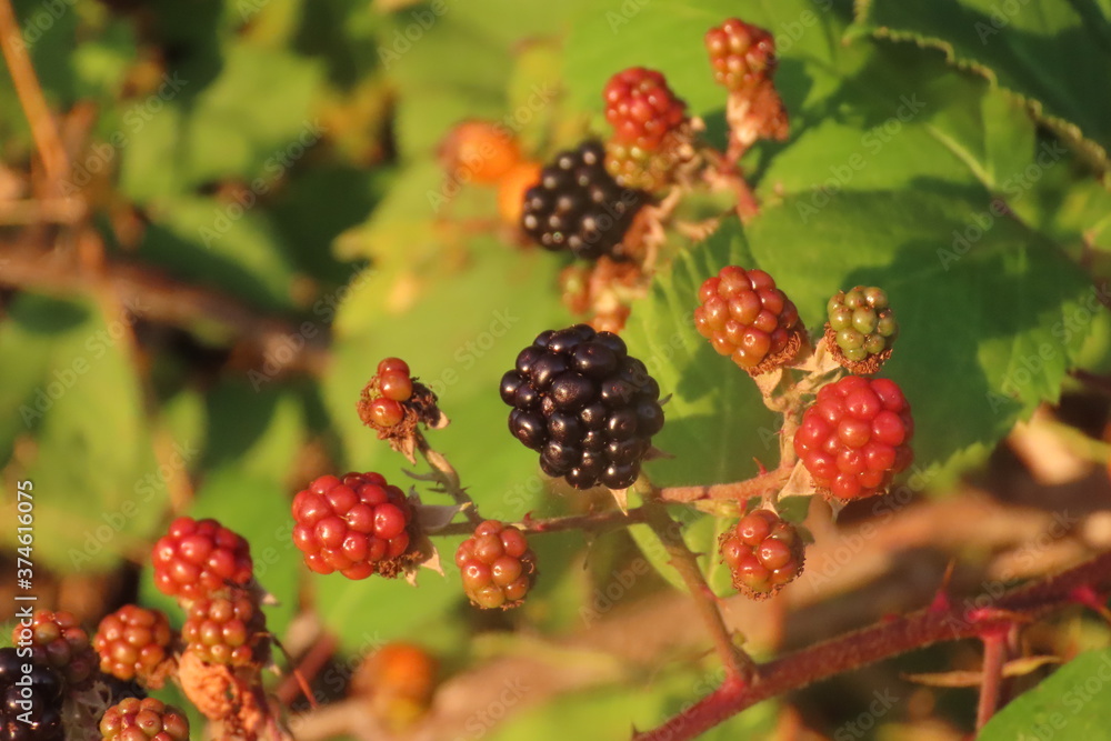 Blackberry close-up during a hot evening Blackberry close-up during a hot evening