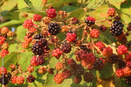 Blackberry close-up during hot evening