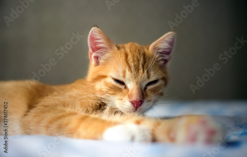 Portret Małego rudego kotka Na Pościeli 