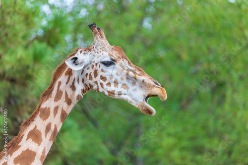 Northern giraffe - Giraffa camelopardalis