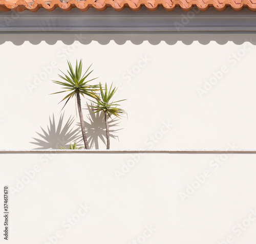 Veranda in rural Portugal. Palm trees and orange roof tiles casting shadows on wall. Minimalist background.