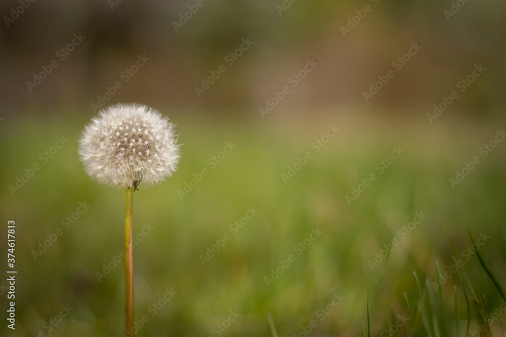 A dandelion, bloomed in the grass with green background