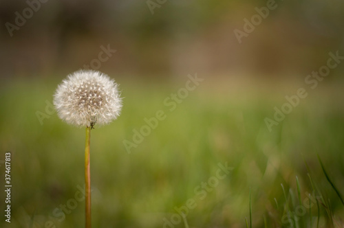A dandelion  bloomed in the grass with green background