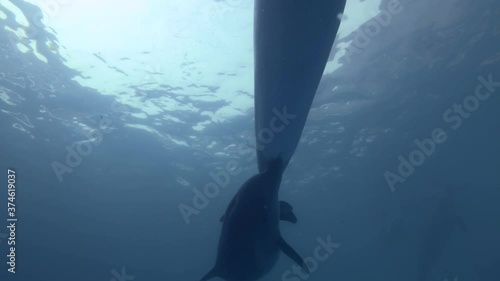 Dolphin mother feeds the baby dolphin with her milk. Underwater shot. A baby dolphin swims next to mom and drinks her milk photo