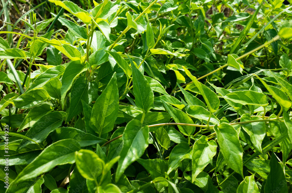 Obraz premium 植物