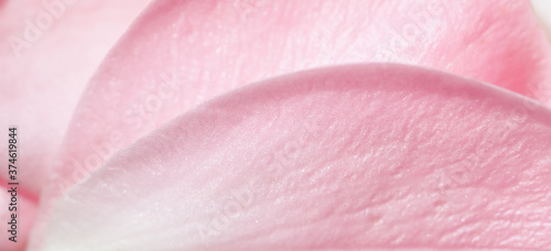 Soft focus, abstract floral background, pink rose flower petals. Macro flowers backdrop for holiday design © OLAYOLA