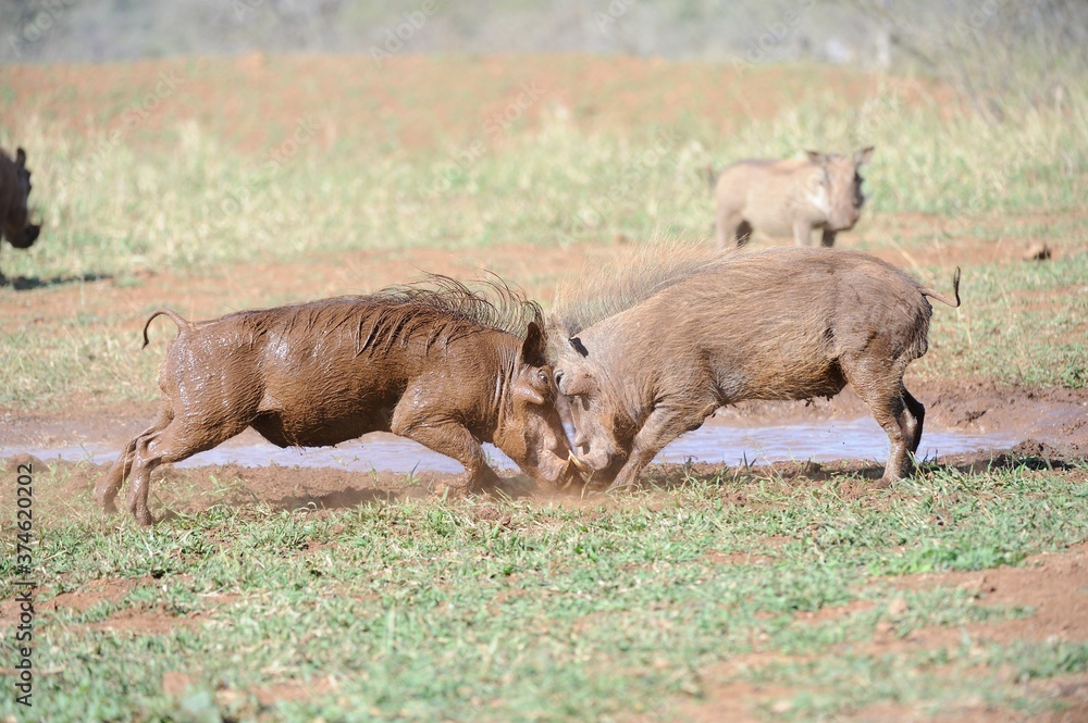 WARTHOGS Phacochoerus aethiopicus) contest for dominance at a mud wallow in the Zululand thornveld, South Africa. WARTHOGS Phacochoerus aethiopicus) contest for dominance at a mud wallow in the Zululand thornveld, South Africa.