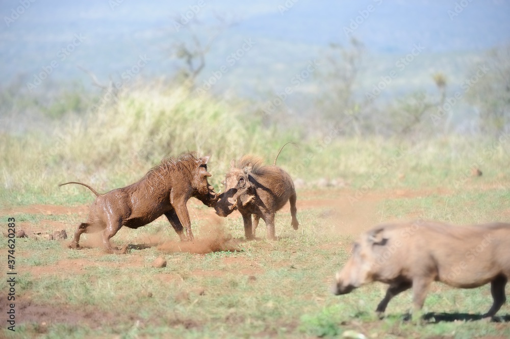WARTHOGS Phacochoerus aethiopicus) contest for dominance at a mud wallow in the Zululand thornveld, South Africa. WARTHOGS Phacochoerus aethiopicus) contest for dominance at a mud wallow in the Zululand thornveld, South Africa.