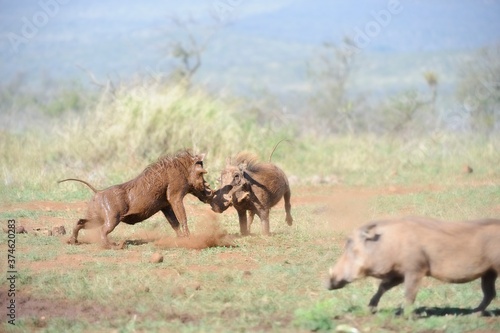 WARTHOGS Phacochoerus aethiopicus) contest for dominance at a mud wallow in the Zululand thornveld, South Africa. 