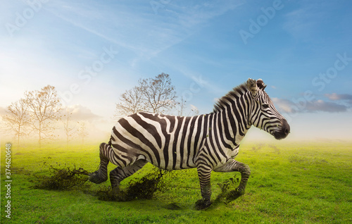 A zebra running in the green grass with tree branches background.Wildlife conservation concept.