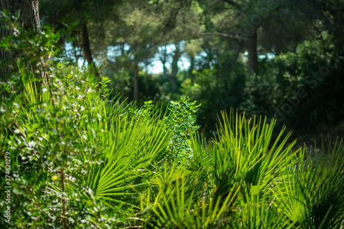 natural pine trees and palms in a mediterranean forrest