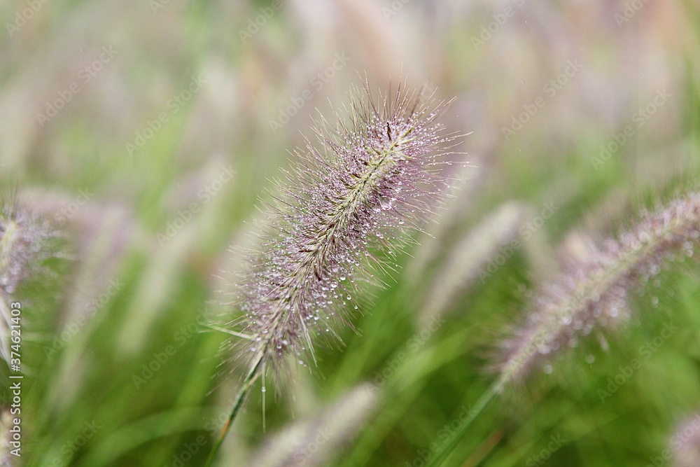 Obraz premium 한국 경기도 시흥시 시흥갯골생태공원 입니다