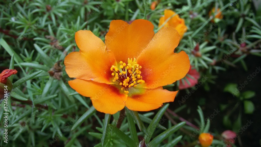 orange purslane in the garden orange purslane in the garden