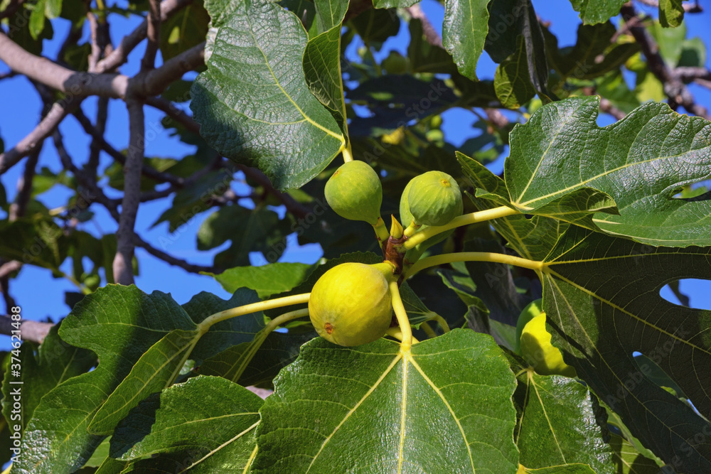 Branches of a fig tree (Ficus carica) with leaves and fruits Stock ...