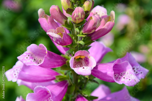 Digitalis purpurea   Common Foxglove