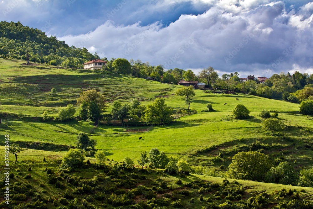 Few houses on the slope of the Rhodope mountains and grazing cattle on the green meadow in a sunny summer day in Bulgaria.