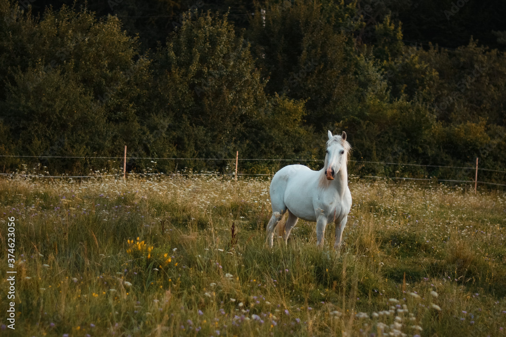 Obraz premium Beautiful white arabian horse mare posing on the meadow, pasture 