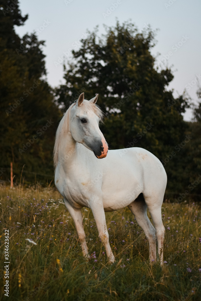 Beautiful white arabian horse mare posing on the meadow, pasture Beautiful white arabian horse mare posing on the meadow, pasture