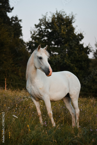 Beautiful white arabian horse mare posing on the meadow, pasture  © Anna
