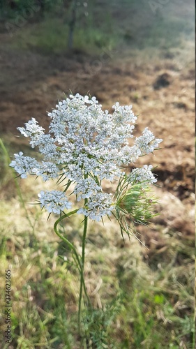 wild flowers in the forest