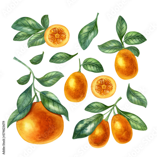 Watercolor fruit set with orange, kumquat and leaves. Bright illustration of healthy fresh food. Ideal for greeting card, invitation, banner, poster.