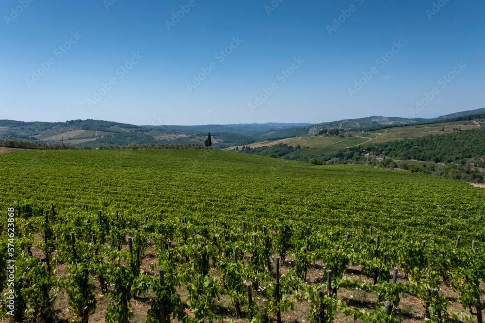 Nice vineyard in Tuscany, Italy