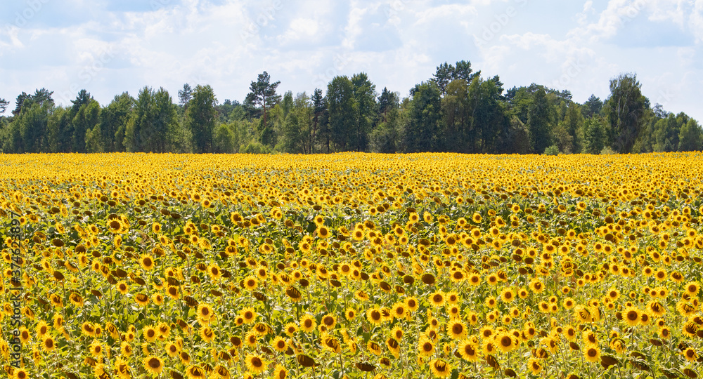 Fototapeta premium View of blooming field of sunflowers with trees in far over cloudy blue sky by summertime.