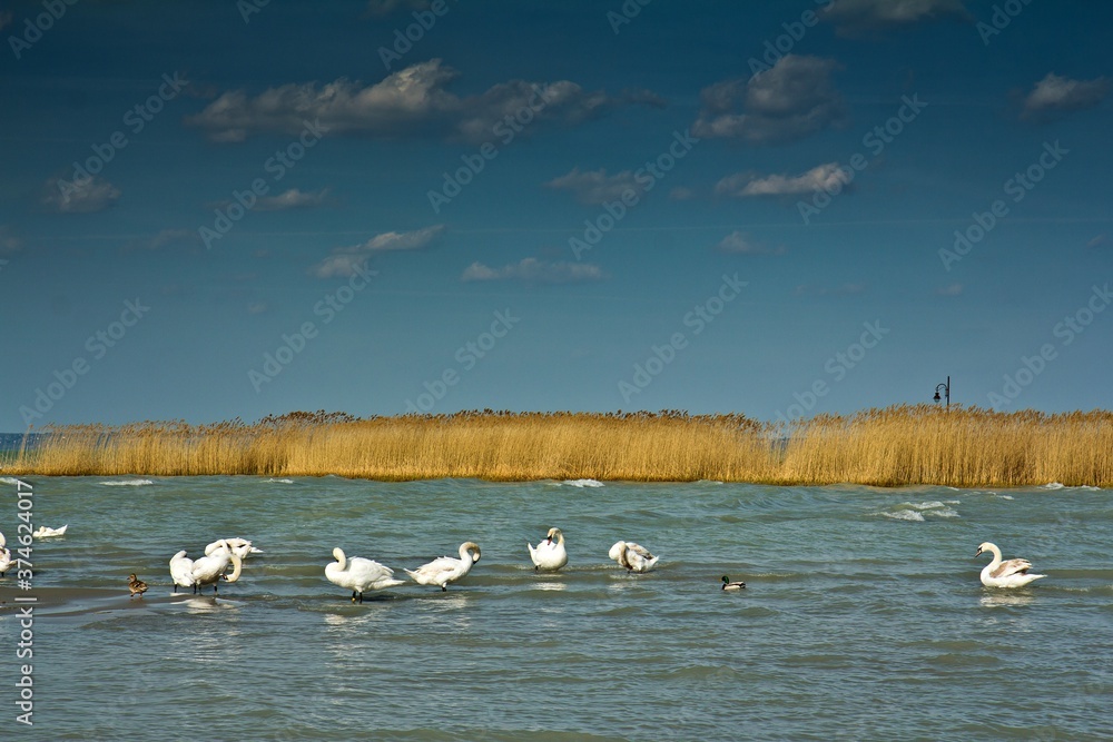 Beautiful white swans and ducks on the lake Balaton under the blue sky with light clouds. Siofolk, Hungary.