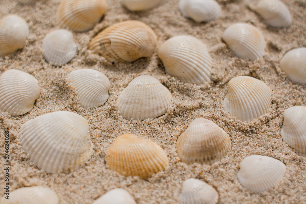 seashells in the sand on the seashore