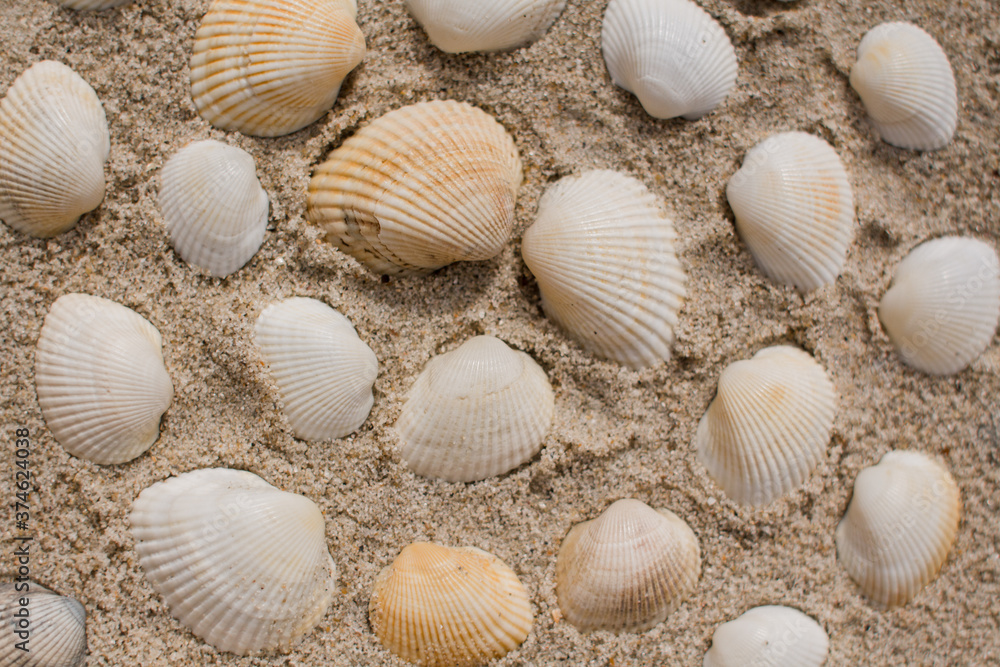 seashells in the sand on the seashore