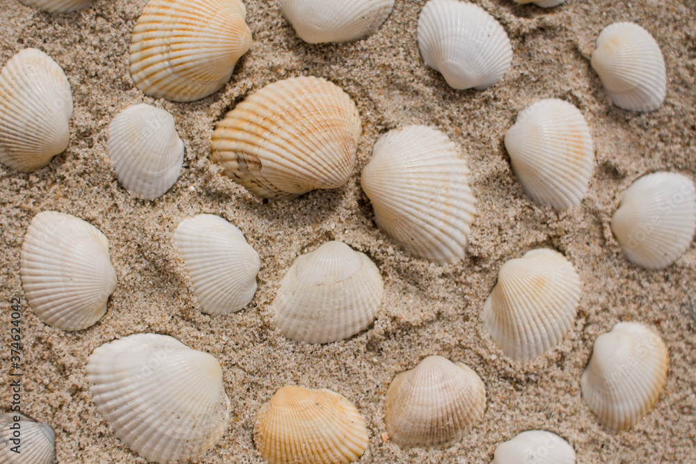 seashells in the sand on the seashore