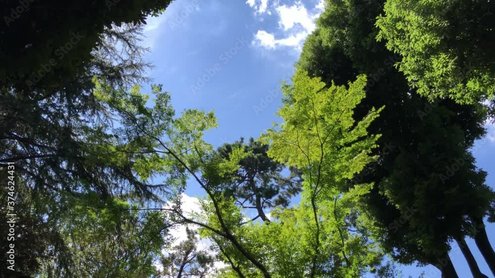 木漏れ日 木漏れ日
