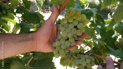 Verdicchio dei Castelli di Jesi photo