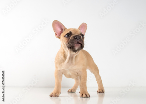 Portrait of a french bulldog puppy on a white background. © baxys