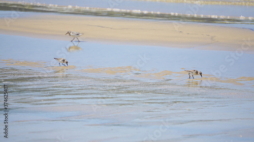 波際で遊ぶ海鳥ハマシギ