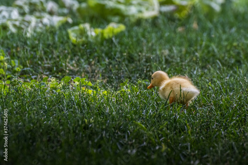 little yellow running duck in green lush grass