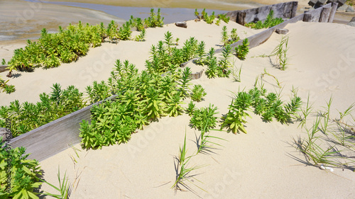 夏のビーチと海岸植物ハマハコベ
