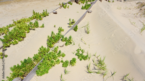 夏のビーチと海岸植物ハマハコベ