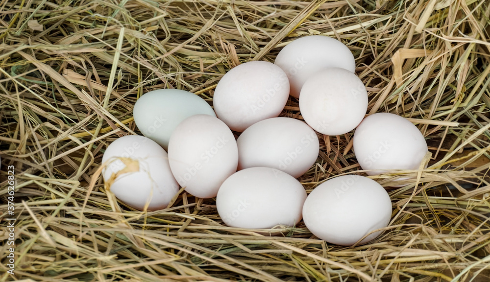 Duck eggs on dry straw.