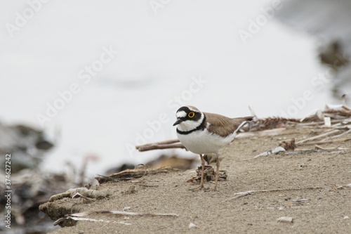 Little ringed plover (Charadrius dubius) standing on the coast