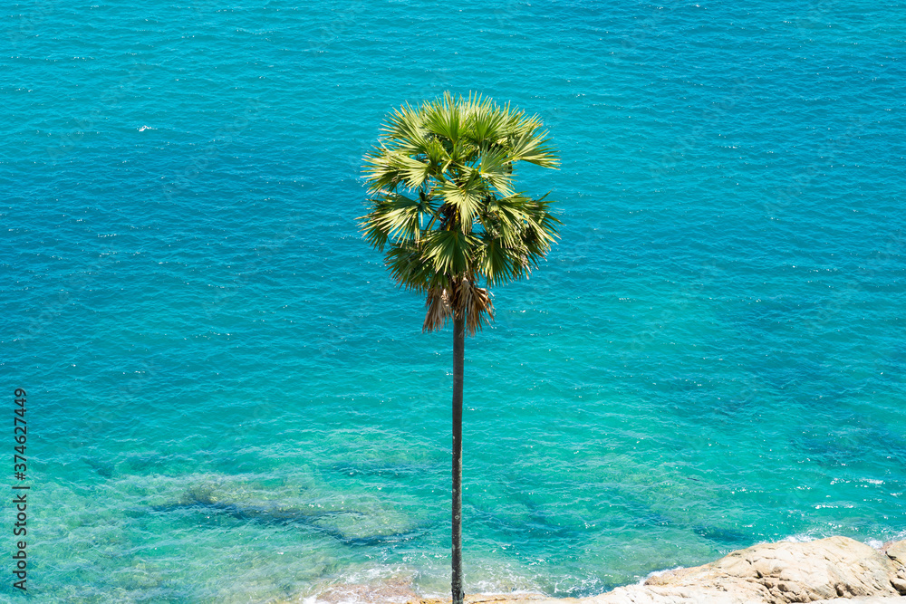 Obraz premium palm tree and blue sky