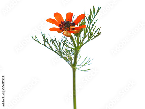 Red orange flower of the Summer pheasant's-eye plant isolated on white, Adonis aestivalis photo