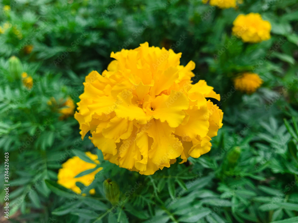 Close up African marigold on green summer garden background. Yellow blooming flower Also known as Aztec marigold, Mexican marigold and Flower of the dead Close up African marigold on green summer garden background. Yellow blooming flower Also known as Aztec marigold, Mexican marigold and Flower of the dead