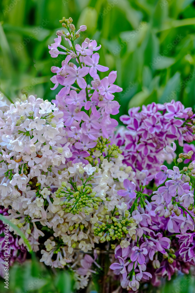 Bouquet of lilac from multi-colored varieties. Lilac, white, purple. Wonderful spring bloom. It's spring. Bouquet of lilac from multi-colored varieties. Lilac, white, purple. Wonderful spring bloom. It's spring.