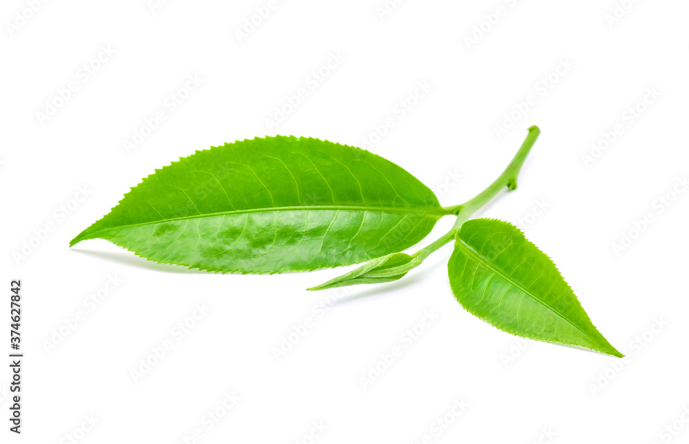 Fototapeta premium Green tea leaf isolated on white background