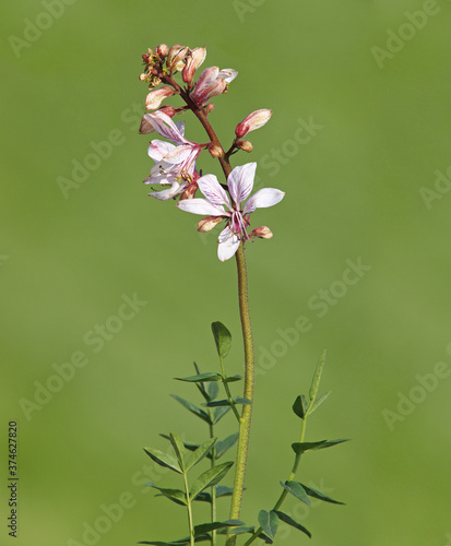 Flower of a burning bush or Dittany, Dictamnus albus