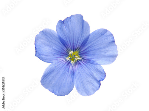 Blue flax flowers isolated on white background